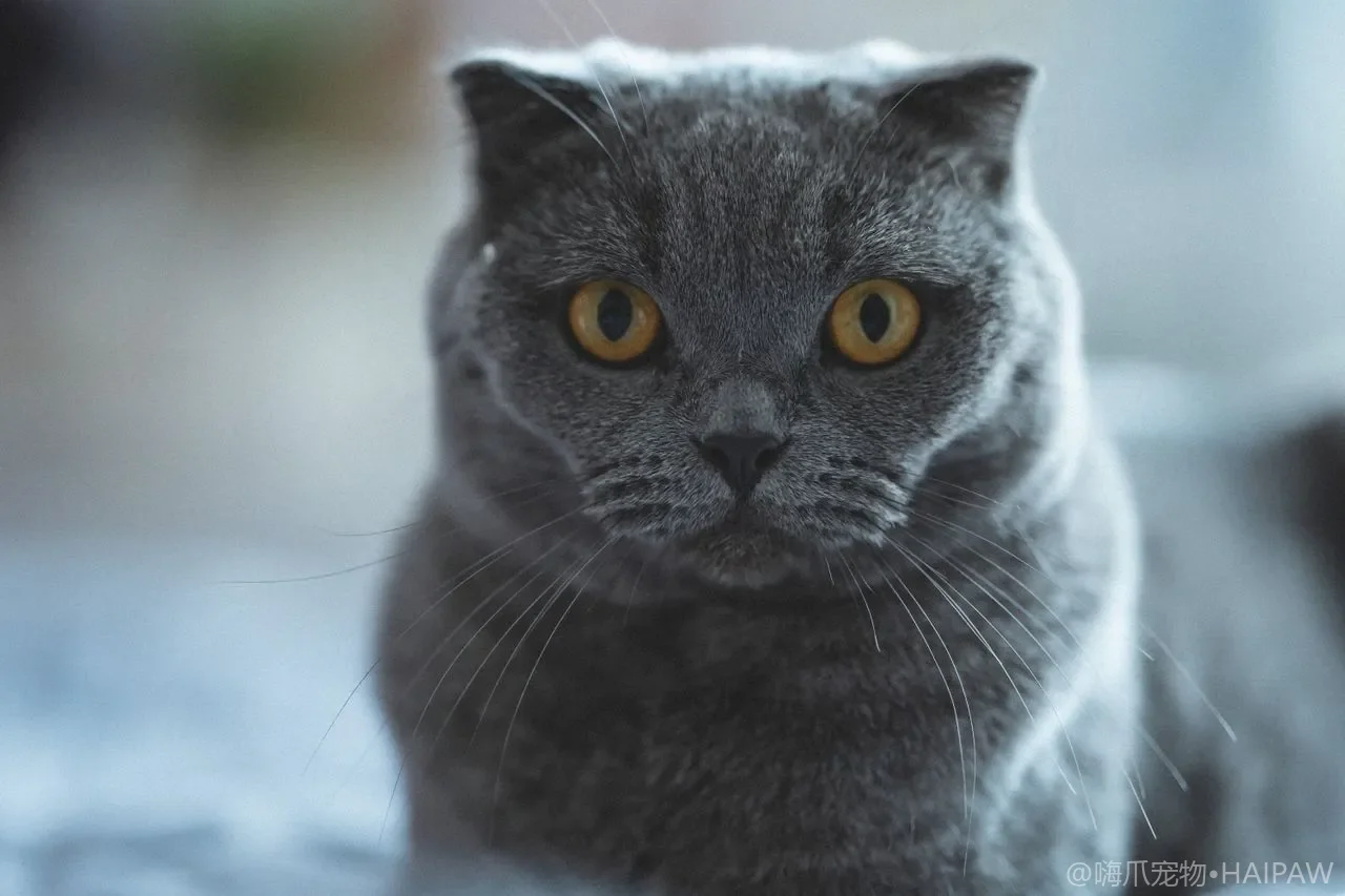 猫全年美容护理怎么排期？按换毛季和气候制定梳毛洗澡与修剪的节奏