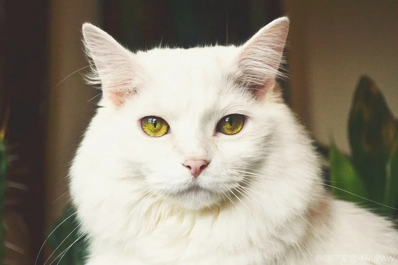 猫死活不肯刷牙怎么办？抗拒刷牙猫的洁齿替代方案与护牙组合