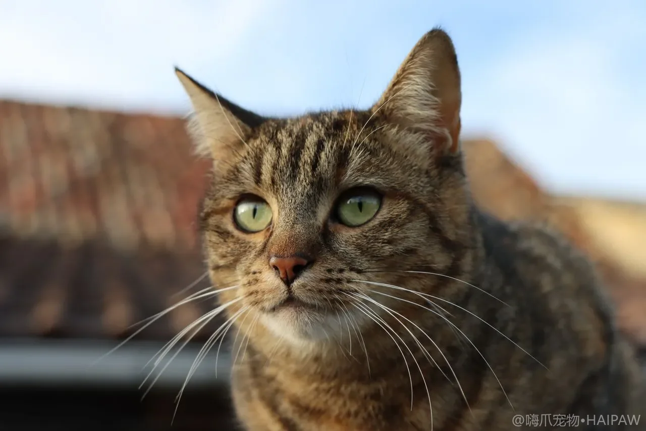 猫咪耳朵里长毛要不要剪？耳内绒毛清理与修剪的安全做法全解