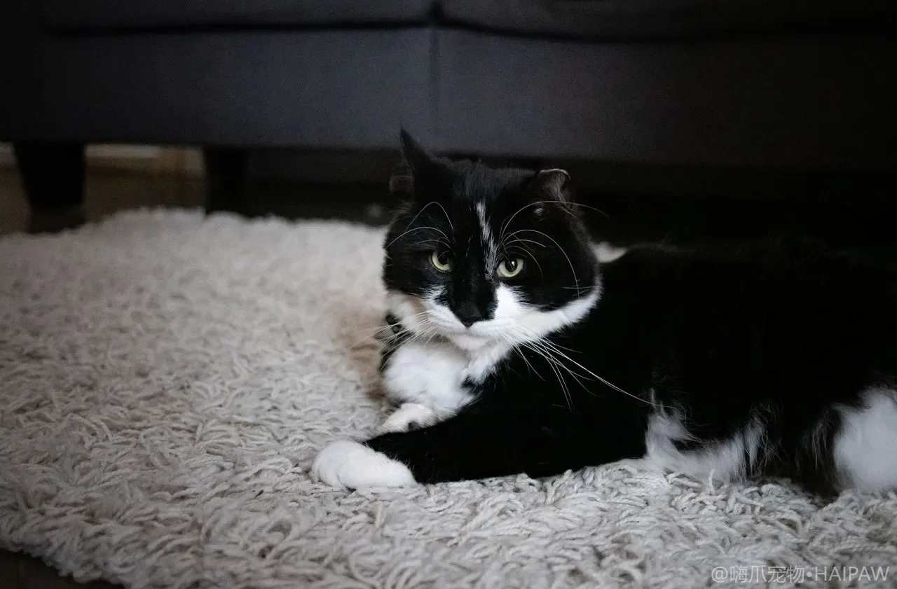 猫到底能不能喝牛奶?揭开乳糖不耐受背后那些容易被忽略的喂养误区 猫到底能不能喝牛奶?揭开乳糖不耐受背后那些容易被忽略的喂养误区