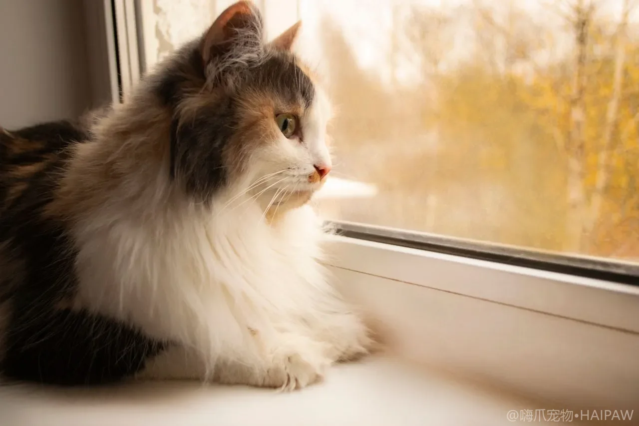养猫需要买宠物秤吗？家用猫咪体重秤的挑选与日常称重记录方法