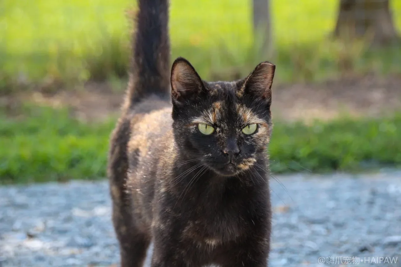 猫咪真的需要穿衣服吗？降温术后外出的猫用衣物选择与常见误区