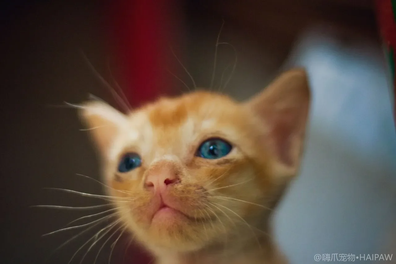 猫跑轮值得买吗？室内猫运动跑轮的尺寸材质挑选与训练上轮技巧