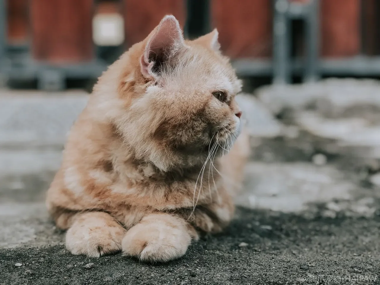 夏天给猫降温冰垫凉席怎么选？材质安全与摆放用法的避坑指南