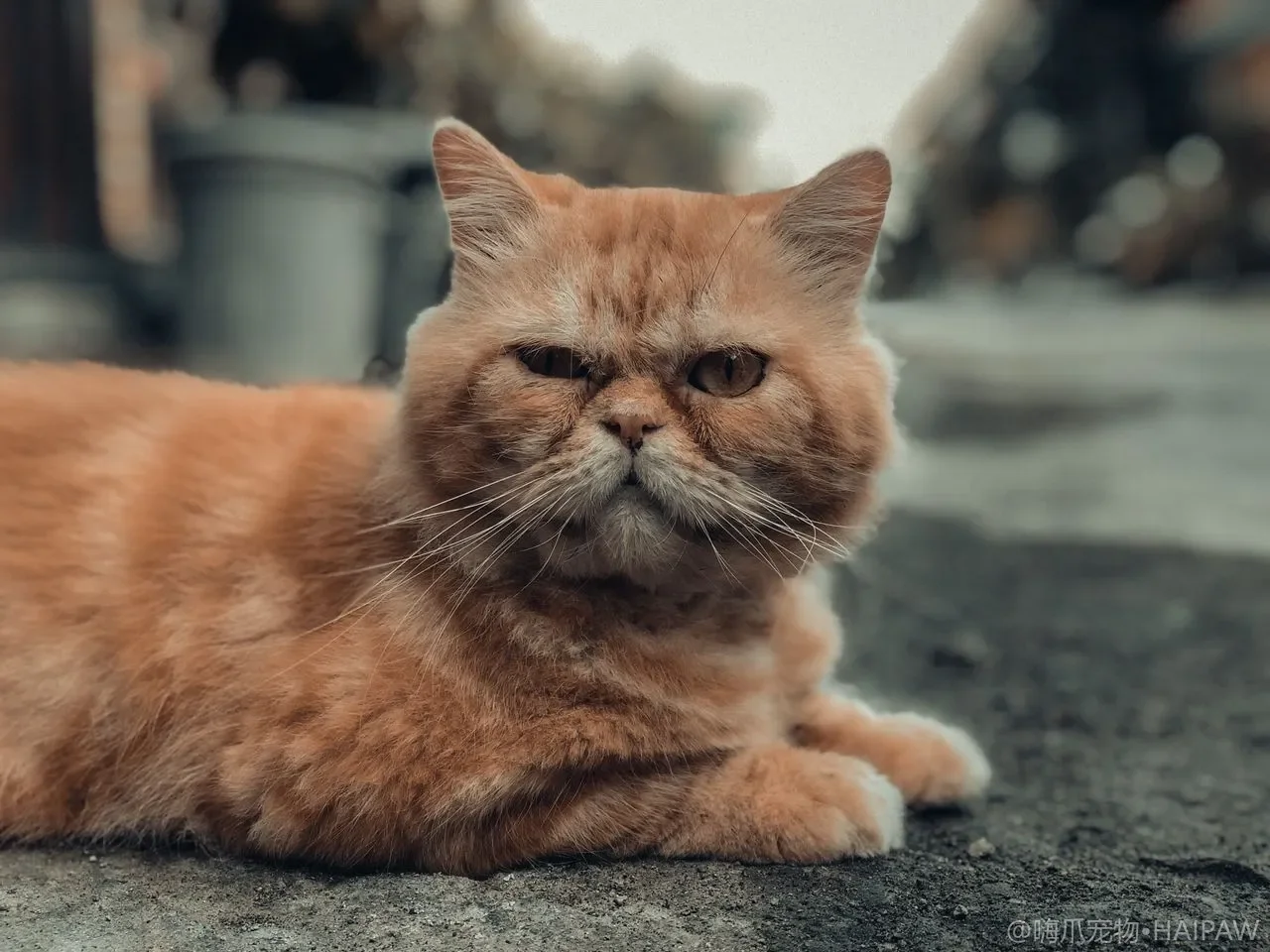 猫砂铲怎么选才不粘砂不漏砂？孔型材质与盆型搭配的选购要点