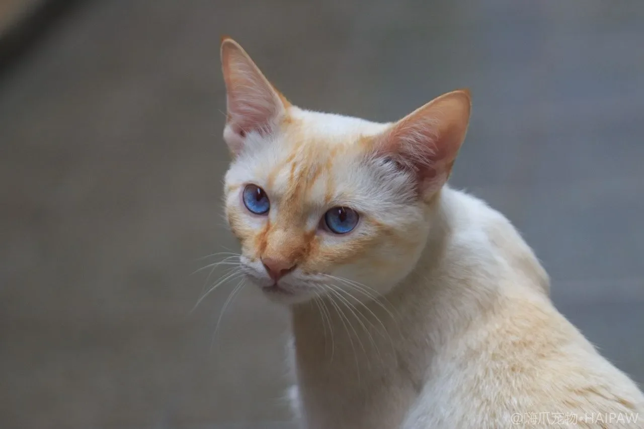 猫的食盆水盆材质怎么选？从陶瓷到不锈钢的优劣对比与清洁要点