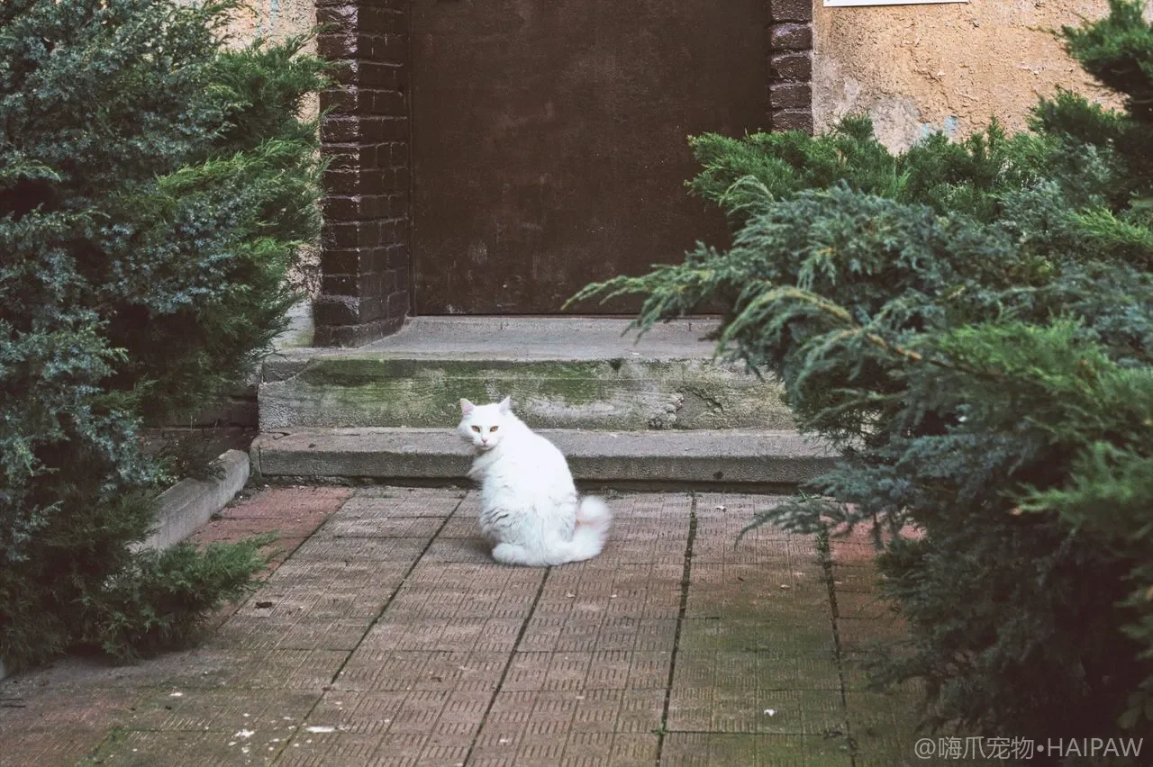带猫出门的水碗食碗怎么挑？折叠便携餐具的材质密封与外出使用要点