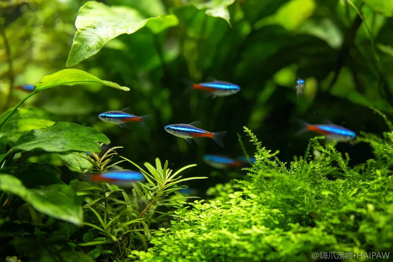 斑马鱼养在多小的缸里才合适？微缸开缸的底线尺寸与群游密度计算