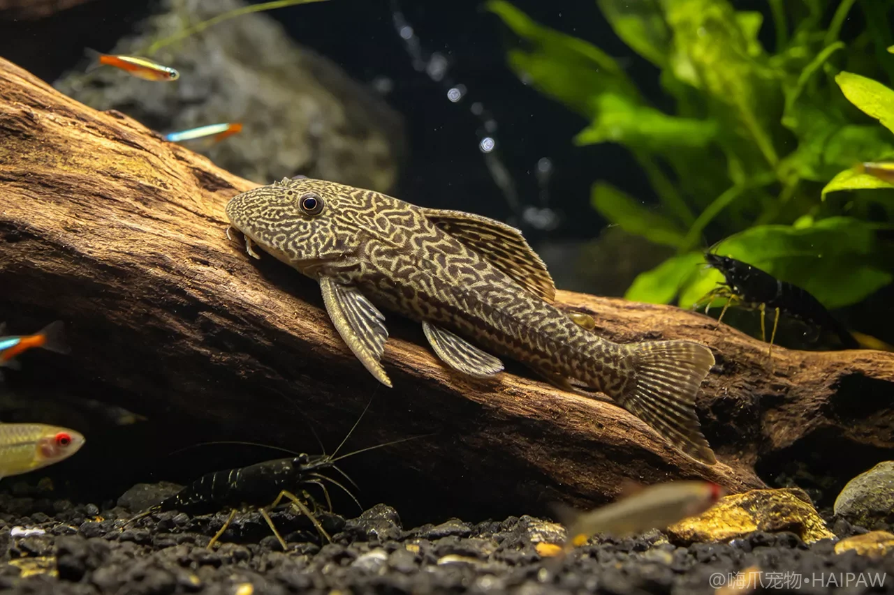 异型鱼只啃木头不吃饲料行不行？植食性底栖鱼的营养补充与沉底训饵
