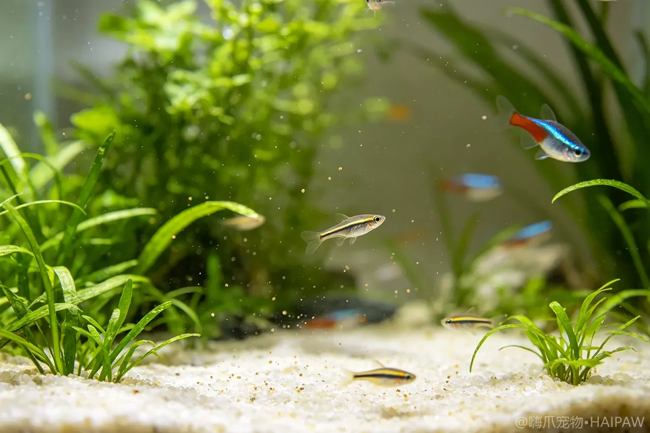 观赏鱼也需要定期禁食吗?清肠断食的科学依据与操作规范 观赏鱼也需要定期禁食吗?清肠断食的科学依据与操作规范