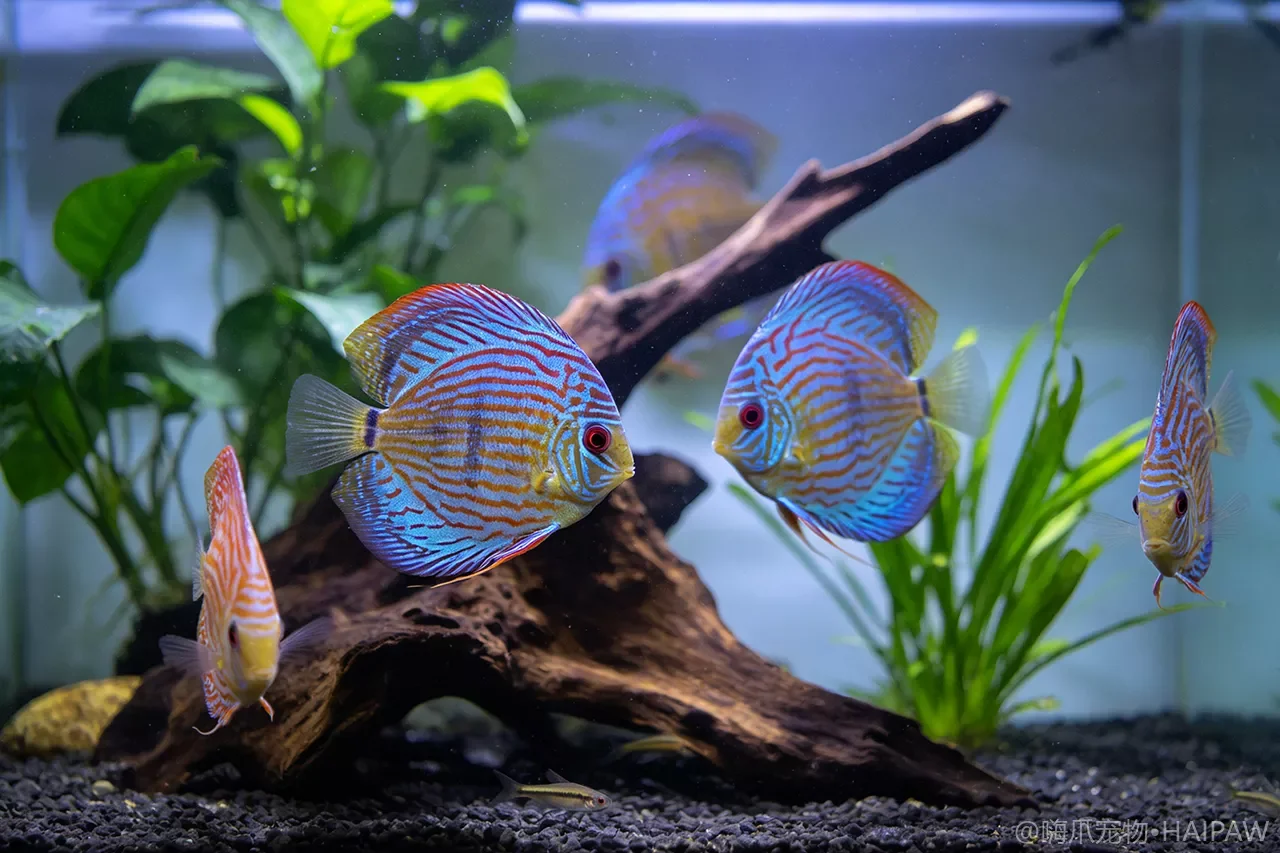 观赏鱼能吃蔬菜水果吗?陆生植物饵料的适用品种与投喂方法 观赏鱼能吃蔬菜水果吗?陆生植物饵料的适用品种与投喂方法