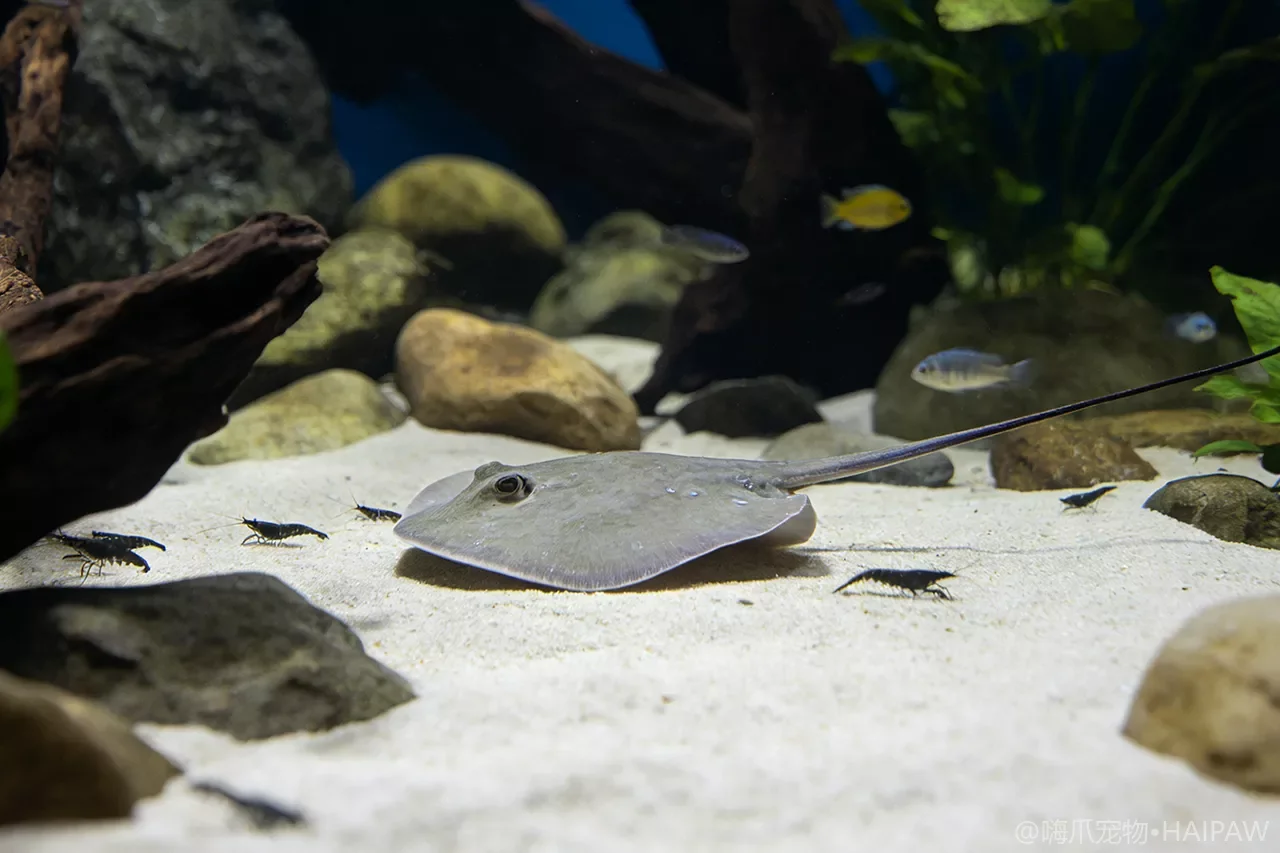 淡水魟鱼拒食缩边是寄生虫还是水质问题?体盘萎缩的诊断流程 淡水魟鱼拒食缩边是寄生虫还是水质问题?体盘萎缩的诊断流程