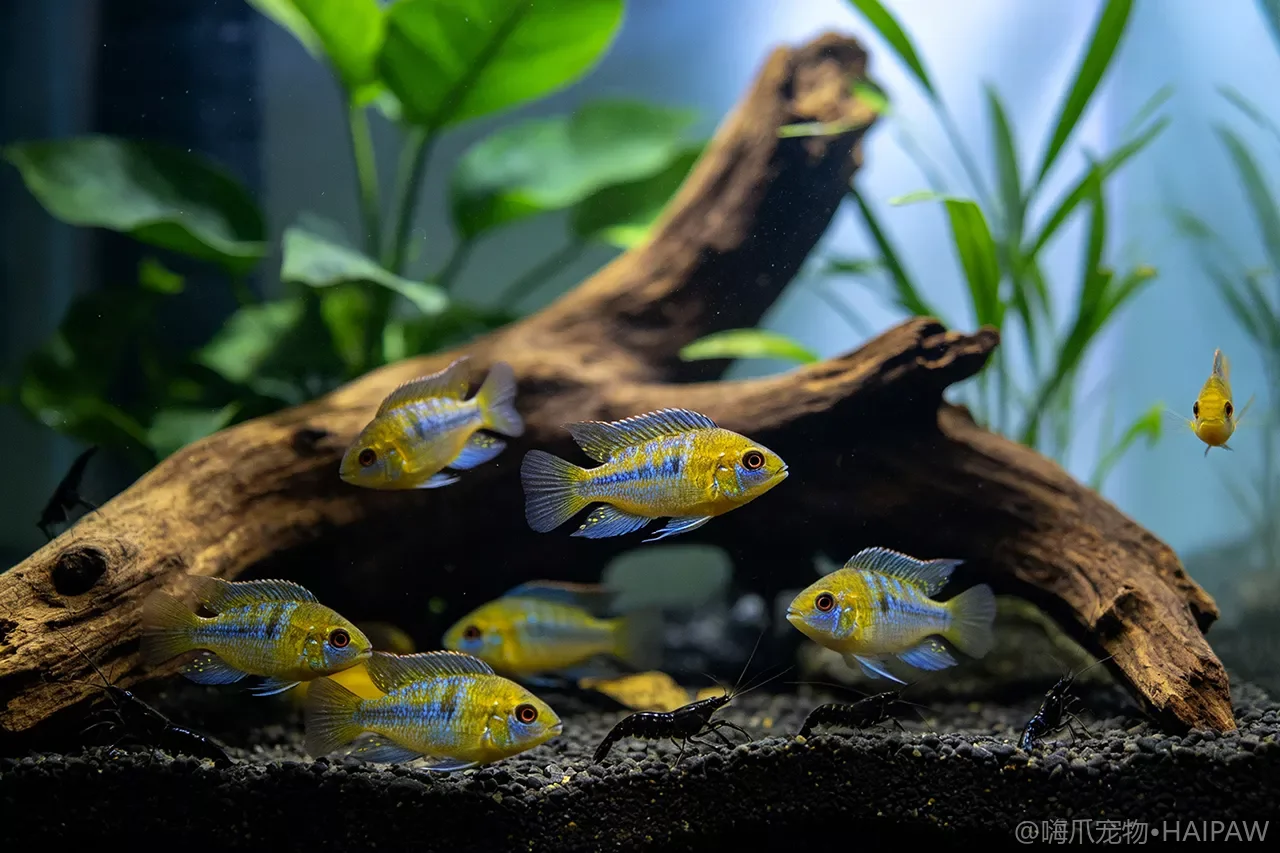 鱼鳃发红肿胀呼吸急促？鳃部寄生虫感染的诊断与药浴治疗方案
