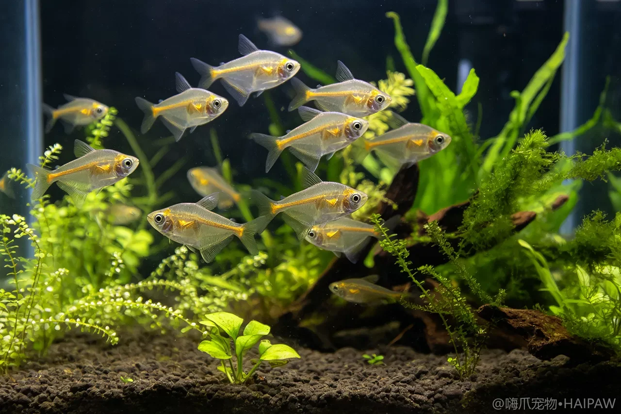 鱼鳔失调症——鱼翻肚皮飘水面，不一定是死了也不一定救不活