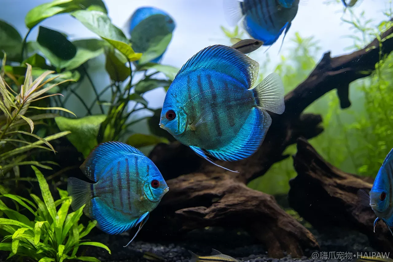 鱼身上有透明虫子在爬——体外寄生虫的识别与清除方案 鱼身上有透明虫子在爬——体外寄生虫的识别与清除方案