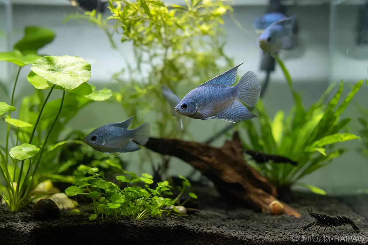 曼龙鱼为什么会突然追着同伴猛咬？繁殖期攻击行为的识别与应对