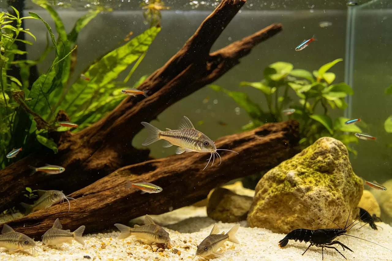鼠鱼天天在缸底翻砂到底好不好？底栖鱼翻砂行为与触须保护