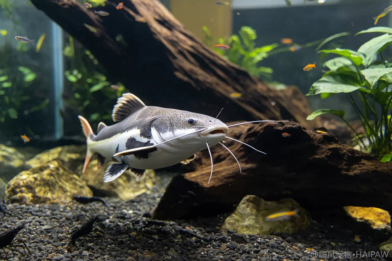 招财猫鱼越长越大换水跟不上怎么办？大型底栖鱼的排泄管理与换水策略