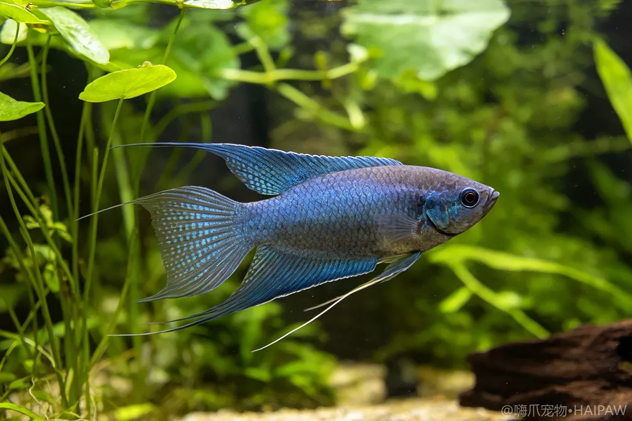 蓝曼龙总浮在水面吐泡泡正常吗？迷鳃鱼泡巢行为的环境条件解析