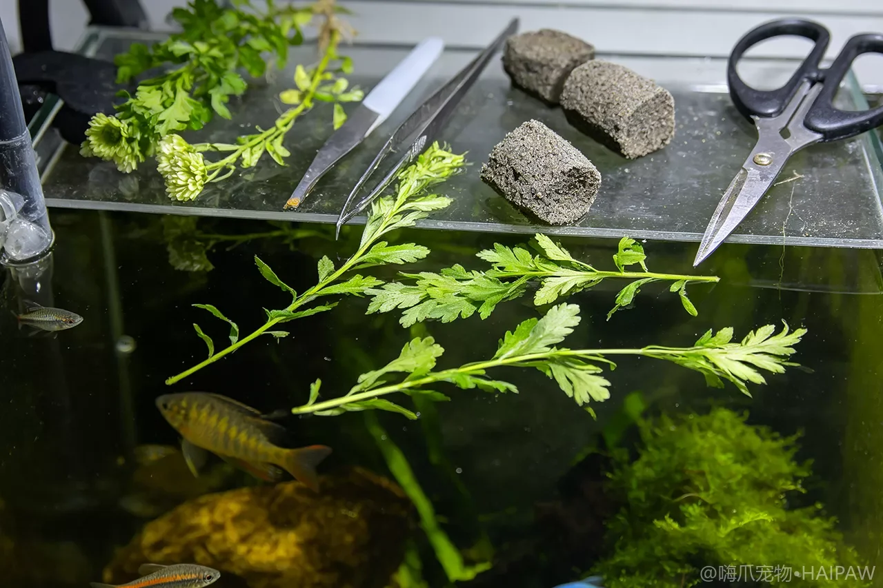 绿菊种下去一周就全飘了怎么办？有茎草的定植技巧与扎根管理方案