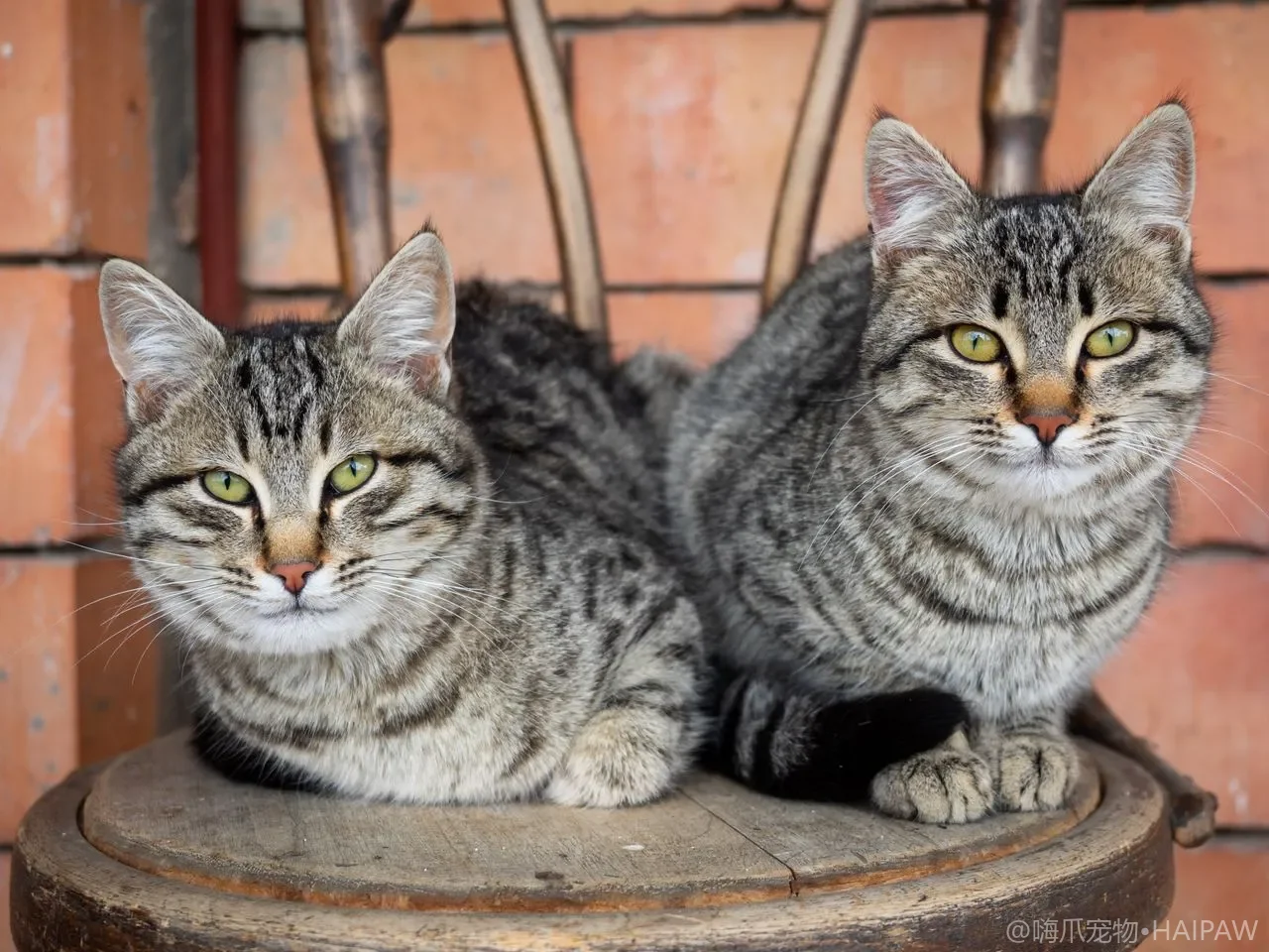 猫咪能吃奶酪吗？从乳糖耐受与脂肪含量看奶酪的安全喂法与分量控制