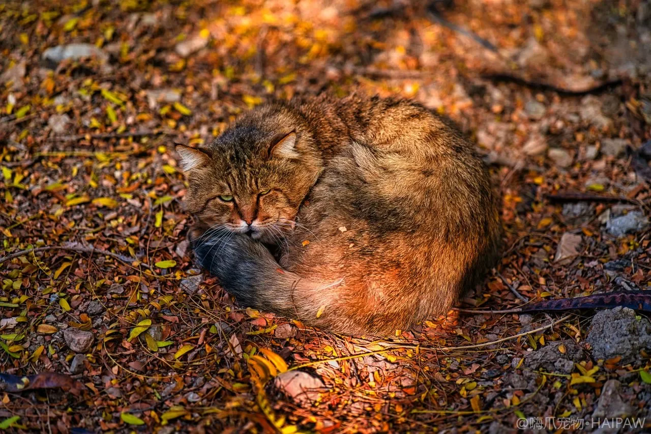 猫咪能不能吃坚果和瓜子？从夏威夷果到腰果杏仁看不同坚果的风险高低与误食处理