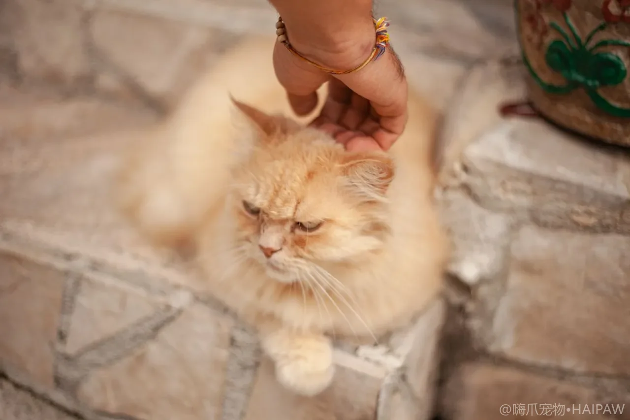 猫粮包装上的配料表到底该怎么看？从蛋白质来源到添加剂教你辨别优质主粮