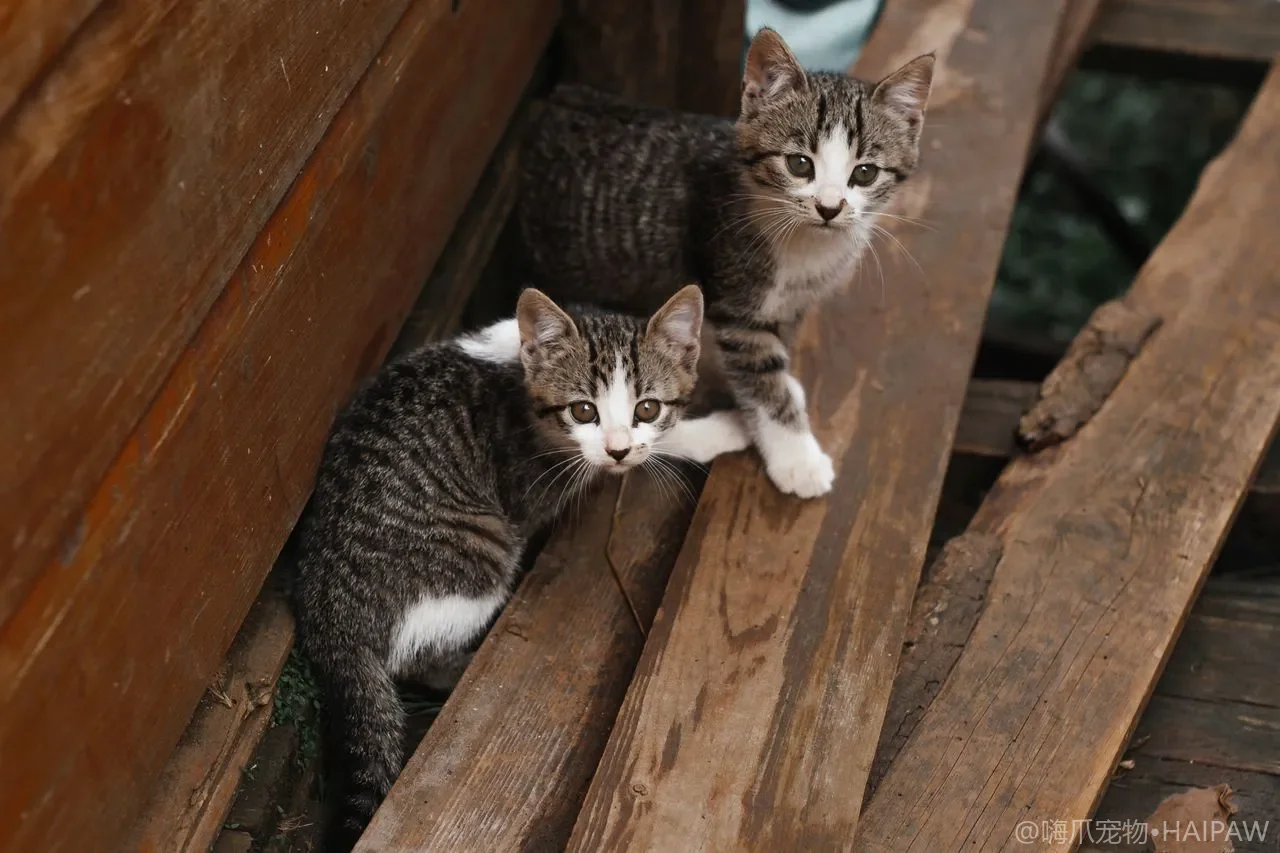 猫用营养膏和化毛膏到底要不要长期喂？从成分构成看两种膏体的定位差异与喂食分寸