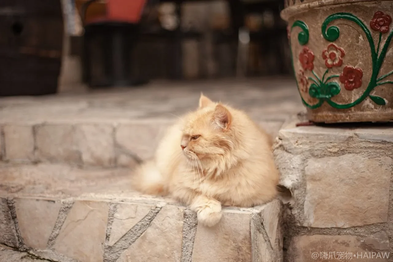 猫咪冻干零食到底该怎么喂才安全？从复水比例到每日上限看冻干食品的正确用法