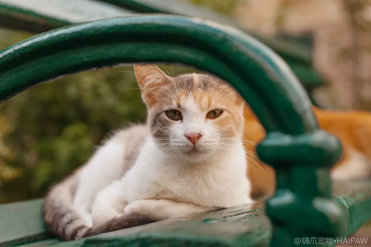 猫粮和罐头到底该怎么搭配着喂才营养均衡？从干湿混合方案看每日喂食量的计算与时间分配