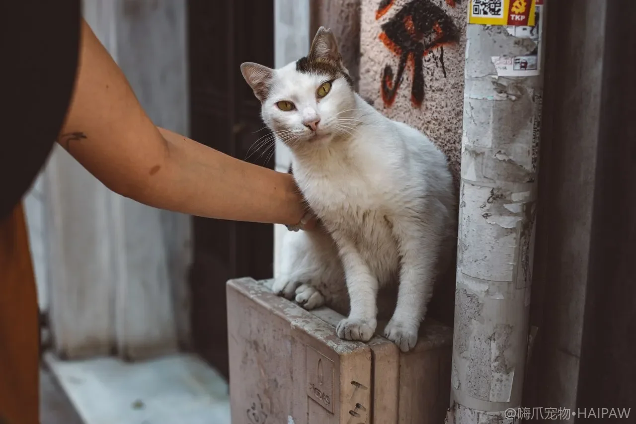 猫太瘦了怎么科学增重？从热量缺口到少食多餐的增重喂养方案