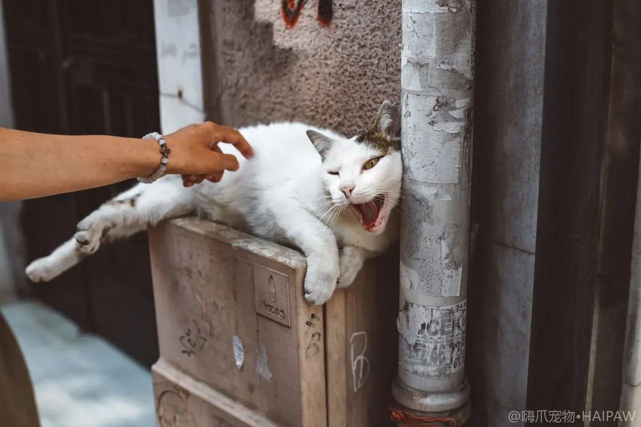 猫太瘦了怎么科学增重？从热量缺口到少食多餐的增重喂养方案