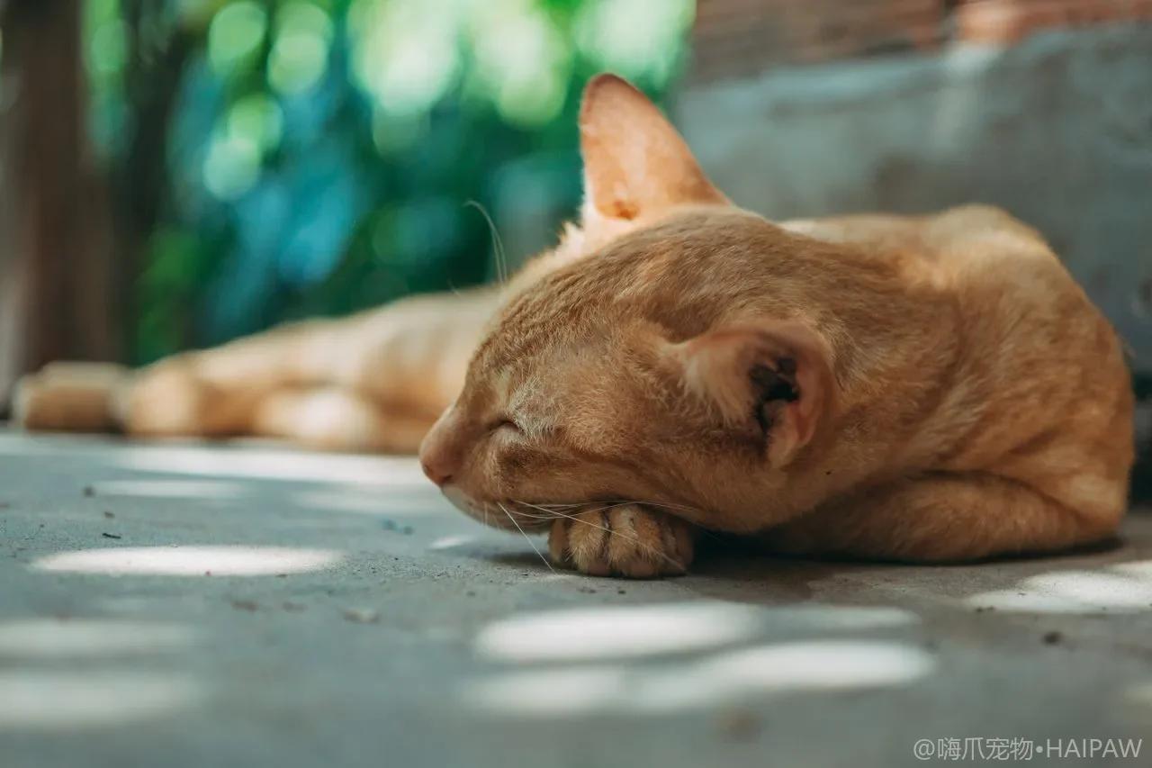 猫挑食怎么纠正？从定时定量到诱食训练改善进食习惯的喂养方案