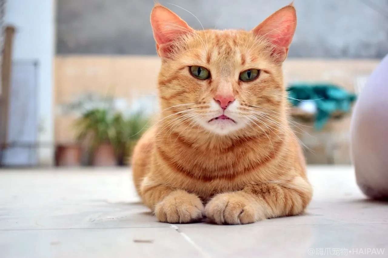 猫偷吃了一口巧克力要紧吗？可可碱与咖啡因中毒的剂量判断和急救处理