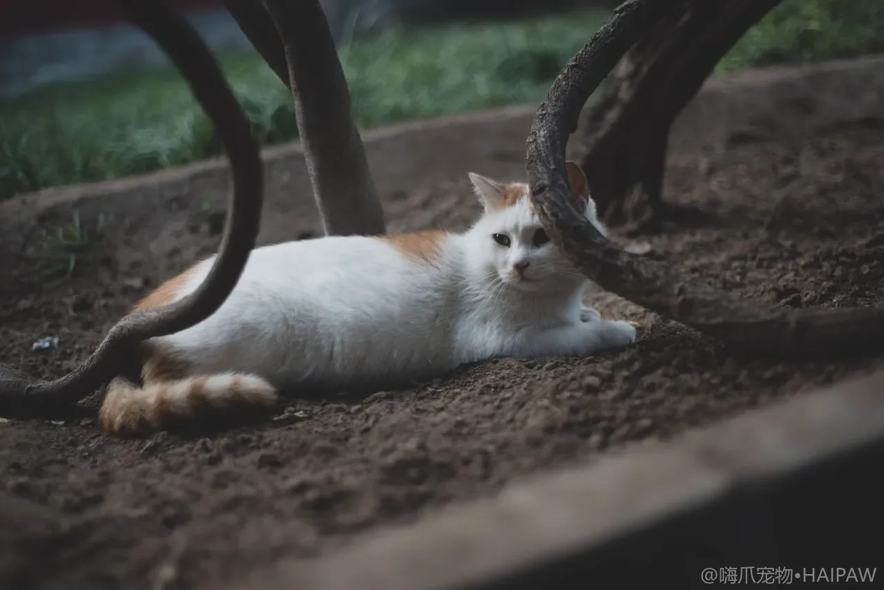 猫越来越胖怎么办？从热量计算到减重饮食与运动搭配的科学方案
