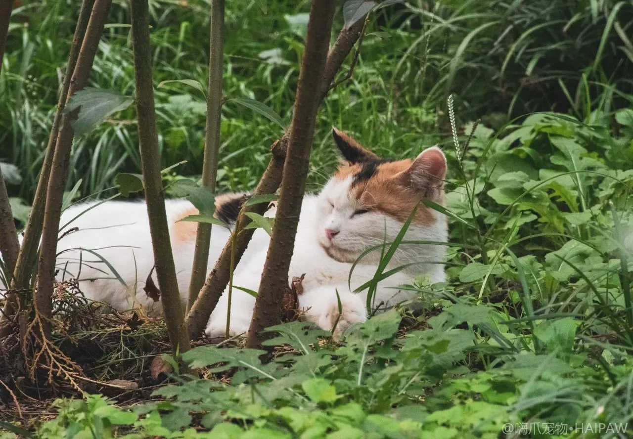 猫越来越胖怎么办？从热量计算到减重饮食与运动搭配的科学方案