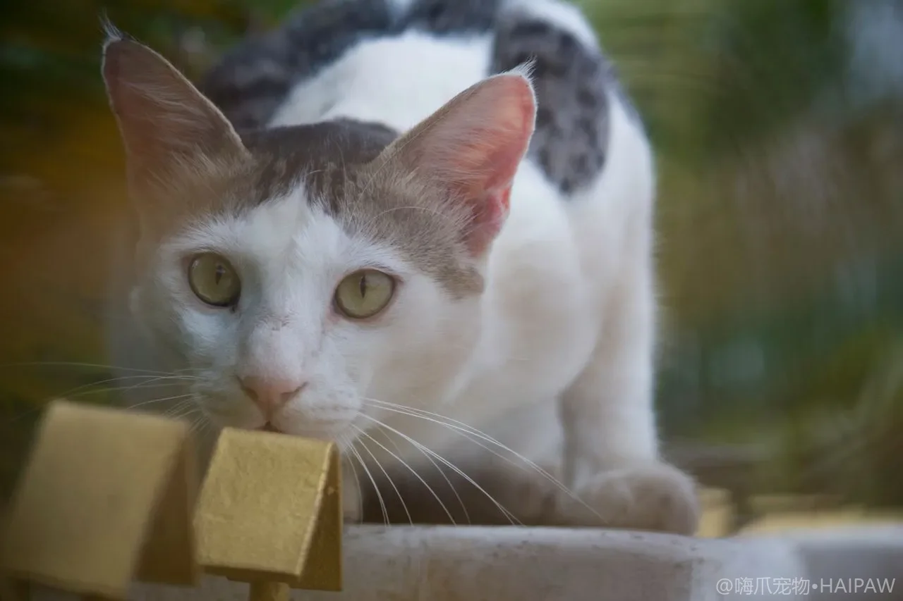 猫咪牙齿根部被身体吸收是怎么回事？猫牙吸收症的早期信号与拔牙时机