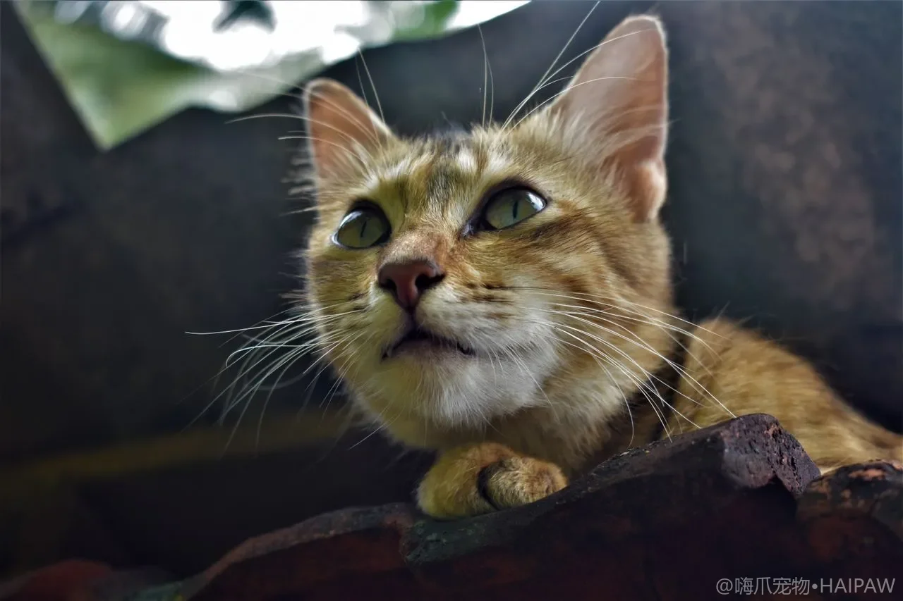猫咪张嘴呼吸是怎么回事？从呼吸困难识别到送医前紧急处理的完整指南与居家观察