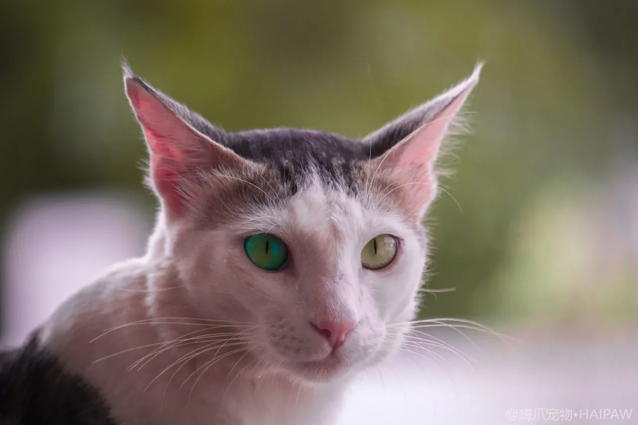 猫咪角膜溃疡是怎么回事？从眼睛浑浊怕光看猫角膜损伤的识别与护理