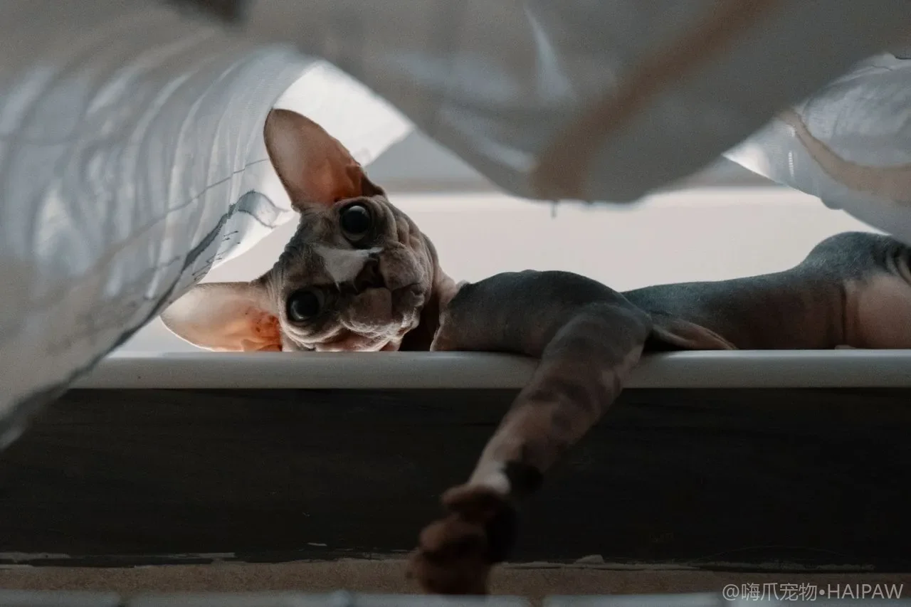 猫咪嘴巴很臭还不愿意吃饭是怎么回事?从口炎看猫口腔炎症的识别与治疗选择 猫咪嘴巴很臭还不愿意吃饭是怎么回事?从口炎看猫口腔炎症的识别与治疗选择