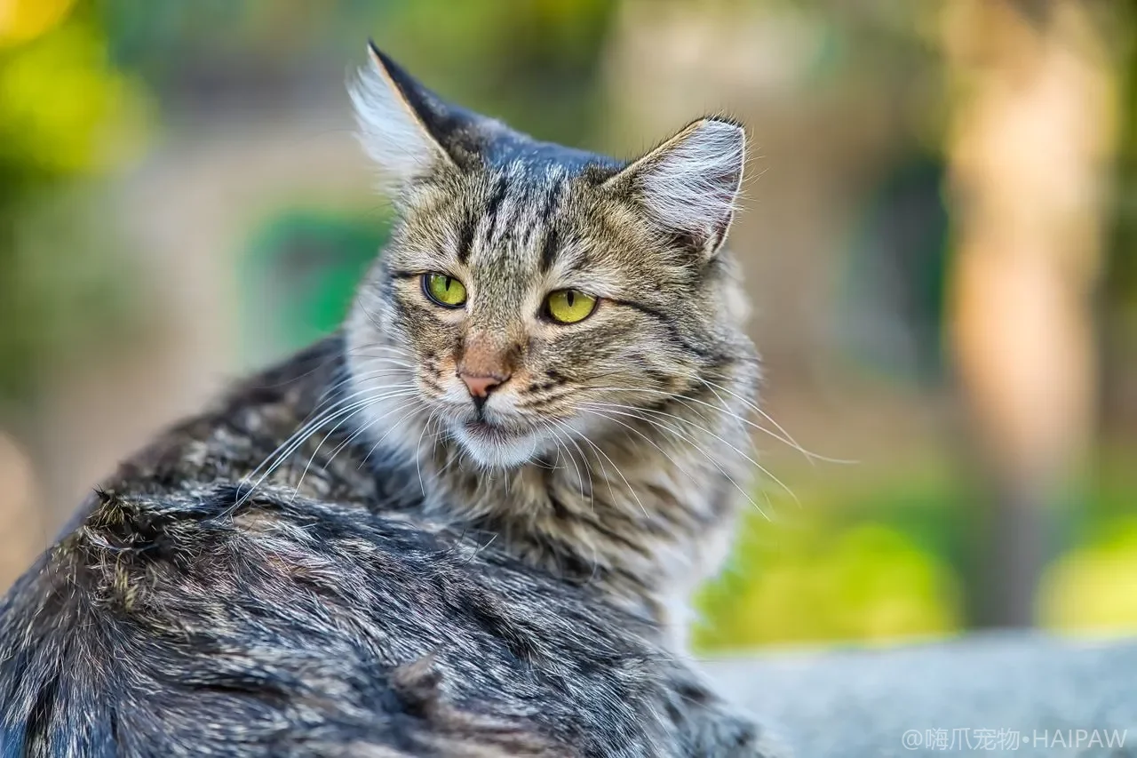 猫白血病病毒和猫免疫缺陷病毒有什么区别？从传播途径到检测时机看两种病毒的防护