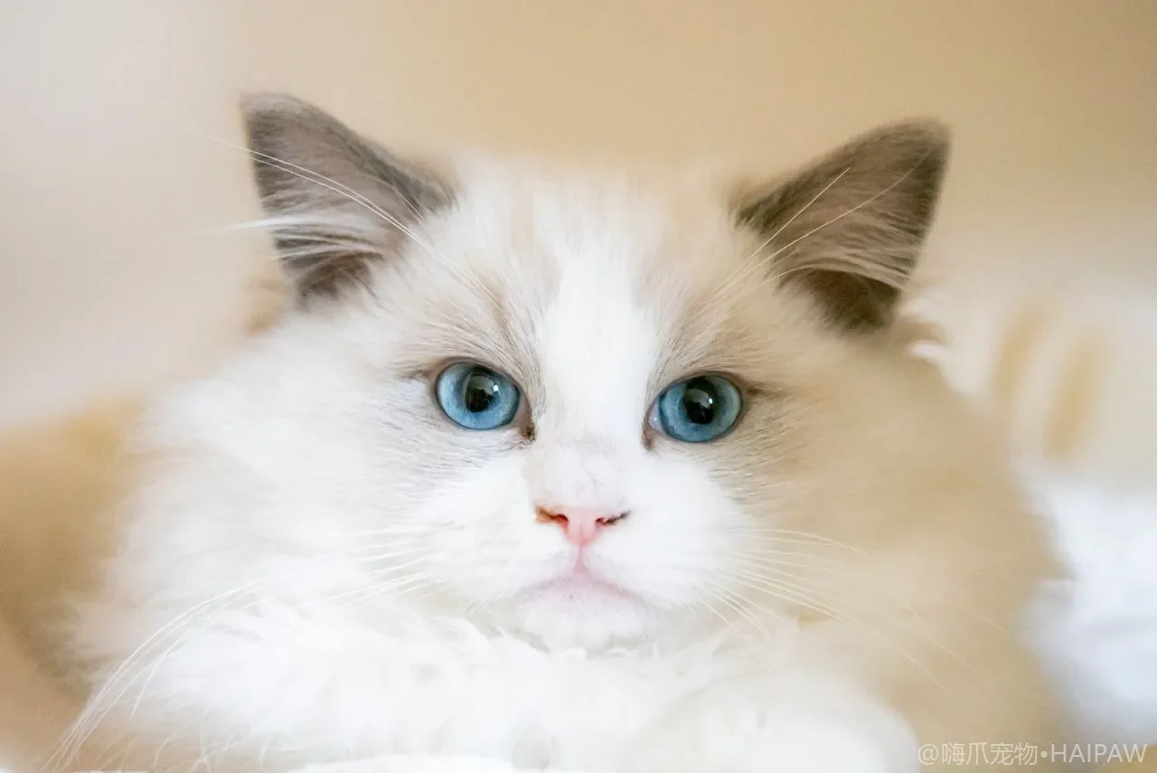 未绝育母猫肚子变大精神差可能是什么问题？子宫蓄脓的识别时机与手术决策要点