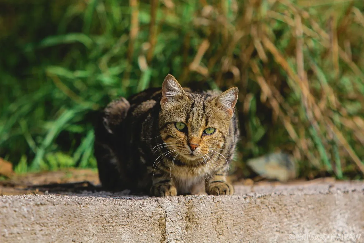 猫瘟到底有多凶险？从呕吐腹泻到白细胞骤降看猫泛白细胞减少症的识别与隔离处理