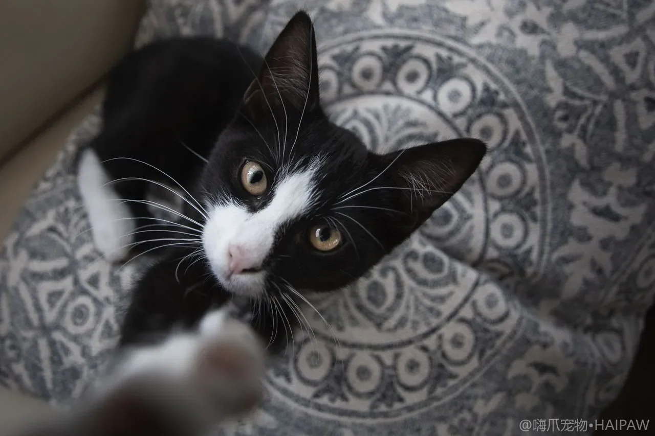 猫咪隔三差五吐黄水带泡沫是怎么回事？从空腹胆汁呕吐到胰腺炎的鉴别与就医判断