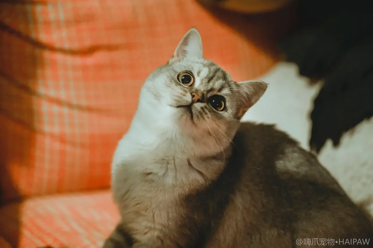 猫传腹早期信号怎么分辨?发热腹水和精神变化的识别与就诊时机 猫传腹早期信号怎么分辨?发热腹水和精神变化的识别与就诊时机