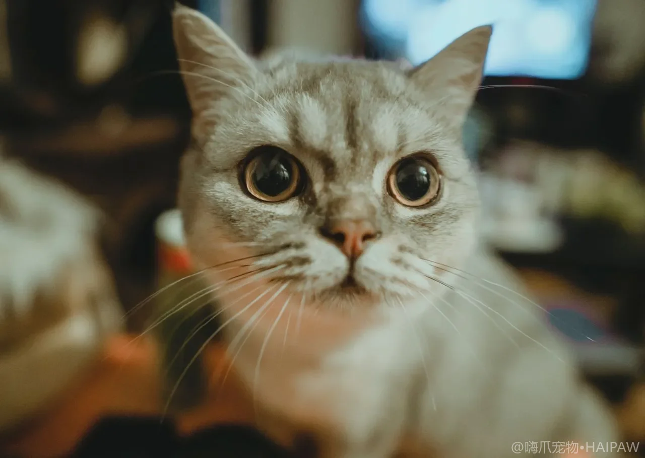 猫中暑热射病有哪些前兆？识别要点与现场降温急救步骤