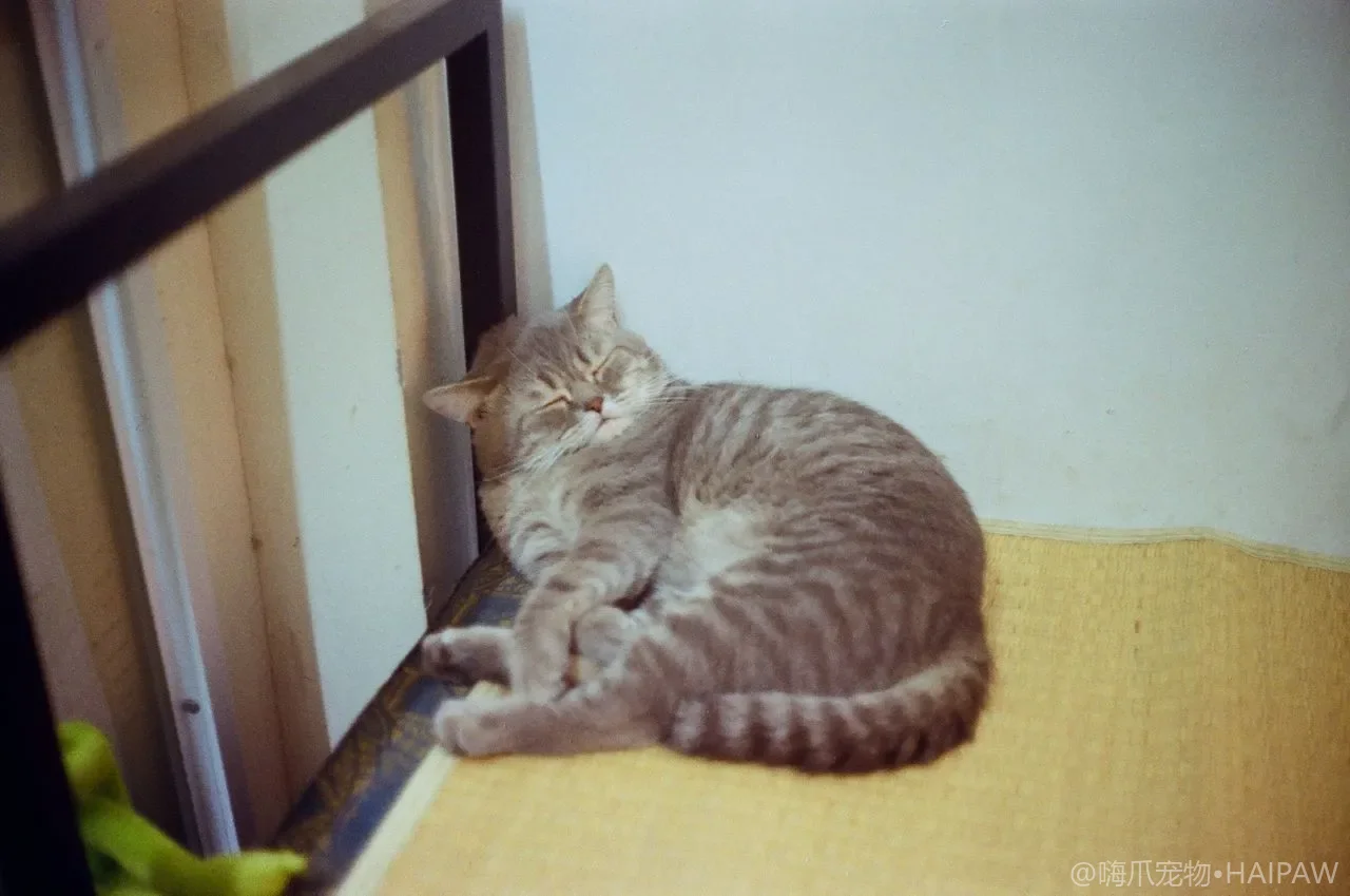 猫咪耳朵里全是黑色渣渣还一直甩头是怎么回事？从耳螨生命周期看猫耳道寄生虫的识别与彻底清除