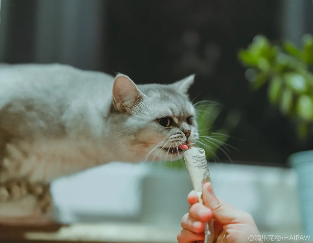 猫慢性肾病为什么发现就是中晚期？早期信号识别与日常饮水管理要点