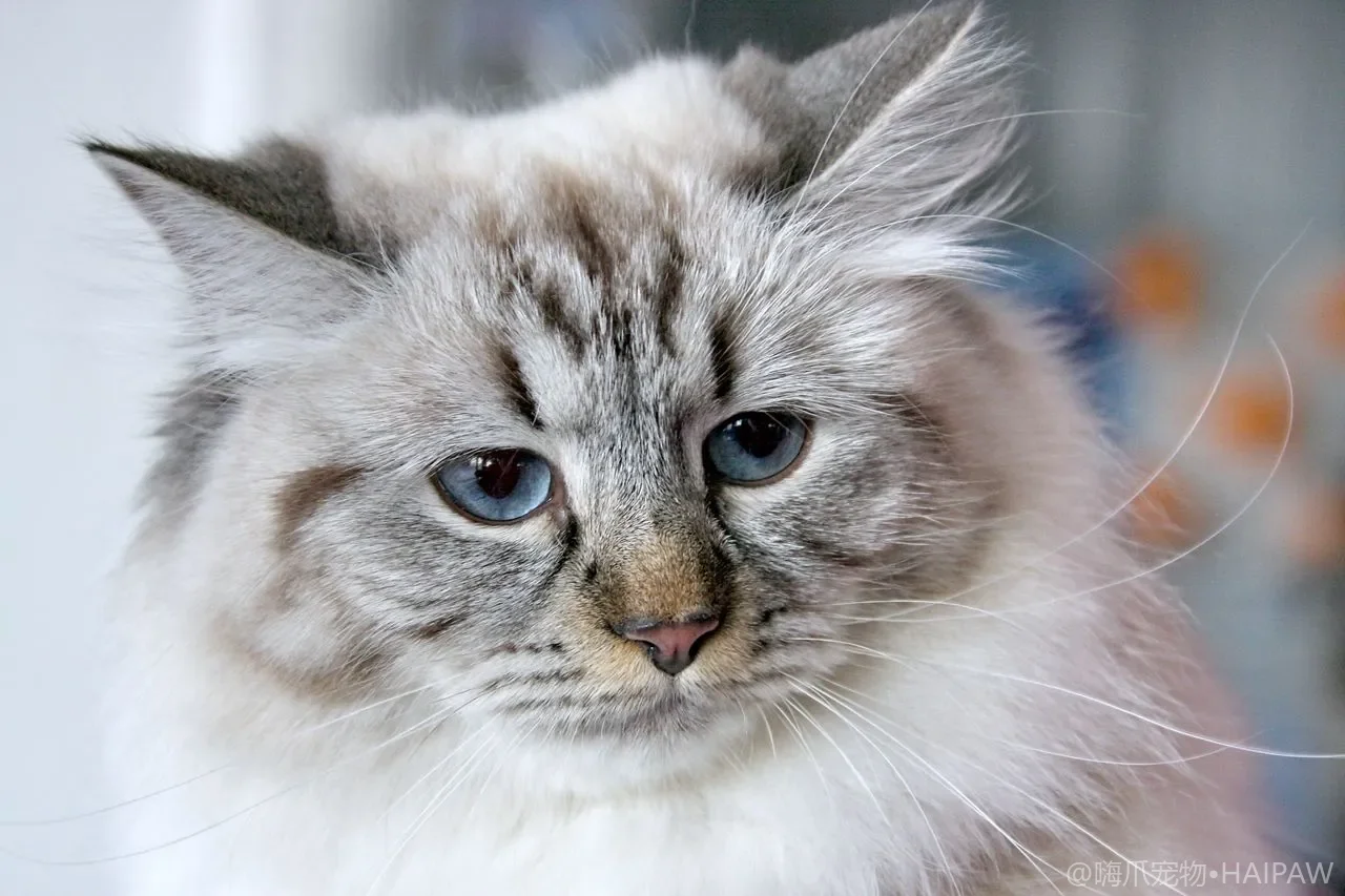 猫身上掉毛还起皮屑是猫癣吗?真菌性皮肤病的识别与家庭护理要点 猫身上掉毛还起皮屑是猫癣吗?真菌性皮肤病的识别与家庭护理要点
