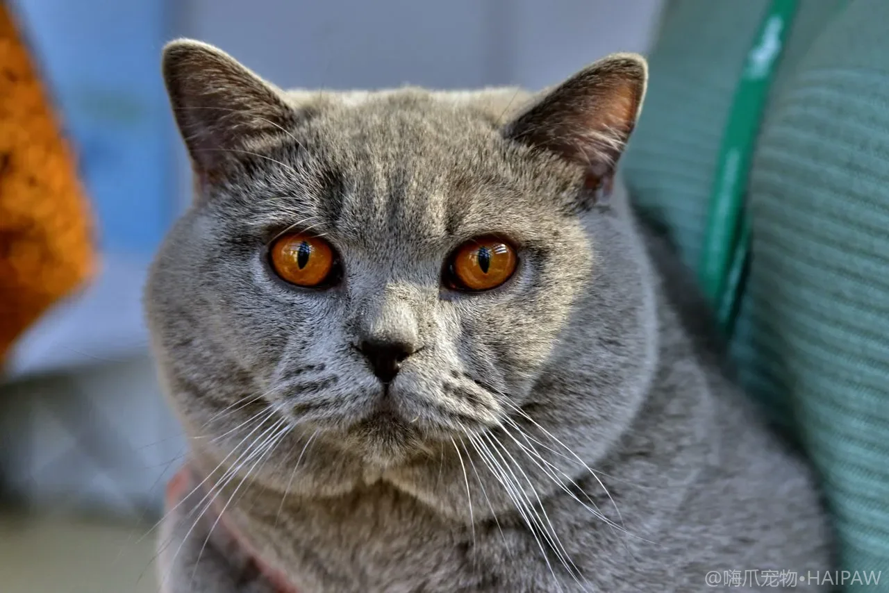 猫拉肚子别急着喂药：稀便成因、脱水判断与何时必须就医
